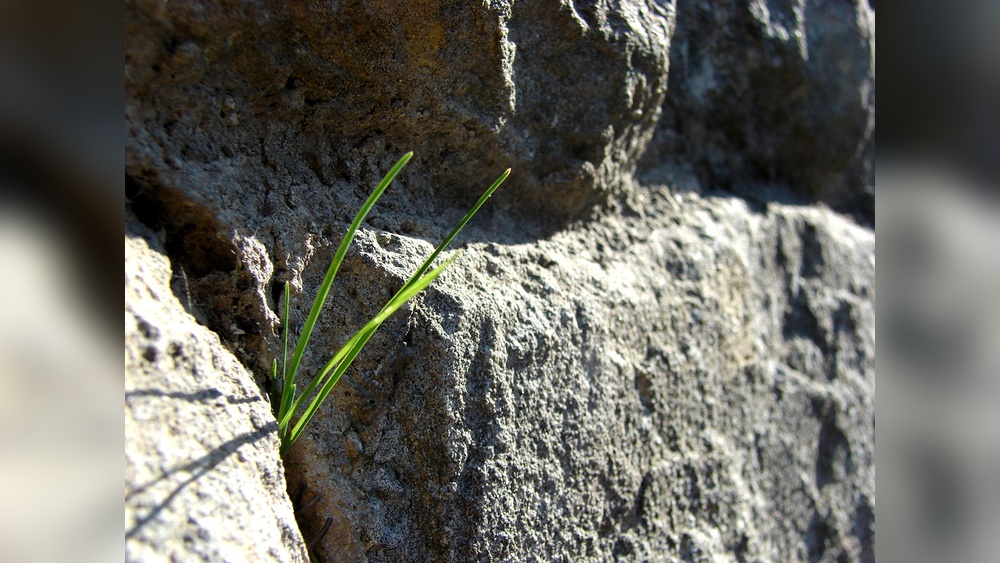 How to Prevent Weeds in Rock Landscaping for Good