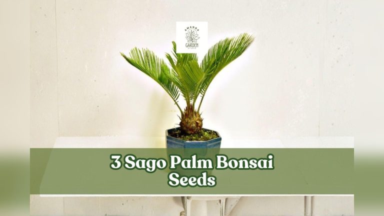 How to Properly Plant Palm Bonsai Ornamental Seeds