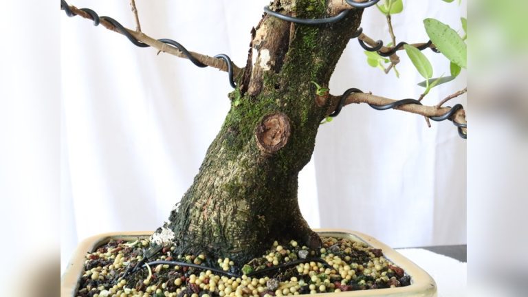 How to Recognize Root Rot on a Chinese Elm Bonsai