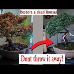 How to Revive a Dead Japanese Juniper Bonsai (Works!)