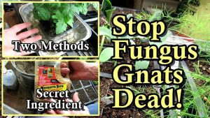 How to Rid Vegetable Gardens of Fungus