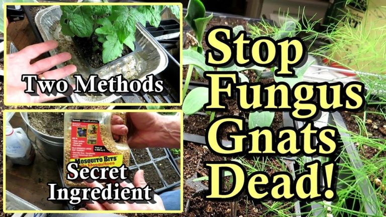 How to Rid Vegetable Gardens of Fungus
