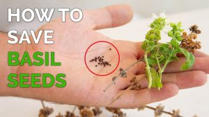 How To Save Seeds From Basil Plant