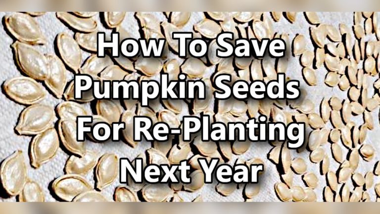 How to Save Squash Seeds for Planting Next Season Easily