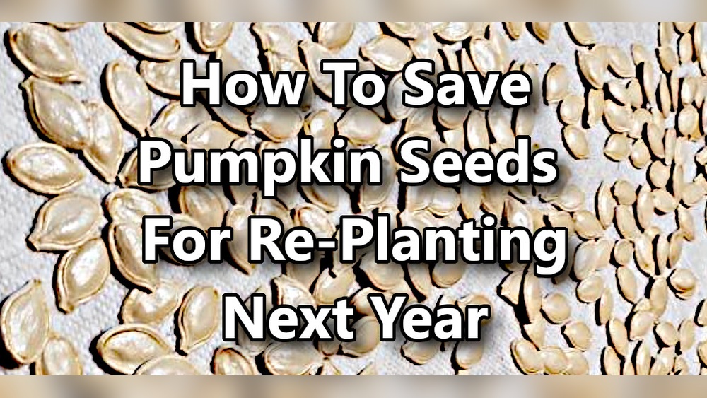How to Save Squash Seeds for Planting Next Season Easily
