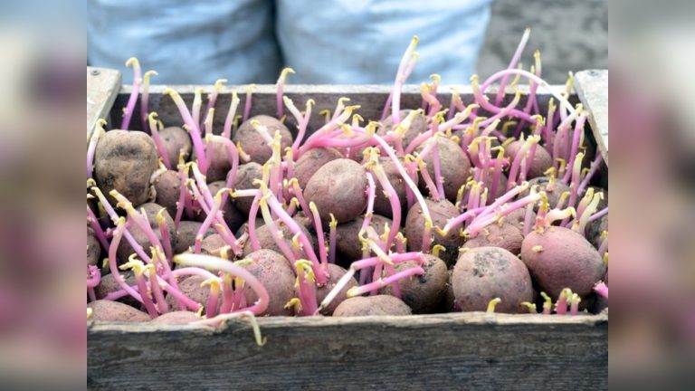 How to Seed Potatoes for Planting