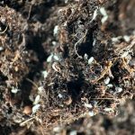 How to Shine Bonsai Leaves Naturally (Safe Home Methods)