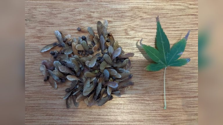 How to Sprout a Japanese Red Maple Seed for Bonsai