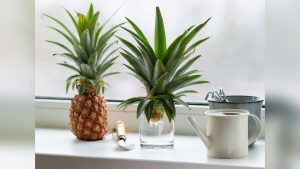 How to Start a Pineapple Plant From a Pineapple Top Easily