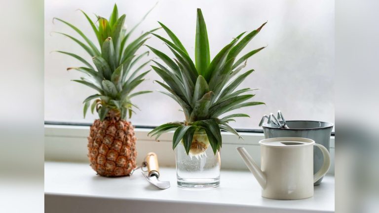 How to Start a Pineapple Plant From a Pineapple Top Easily