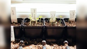 How to Start Plants From Seeds Indoors (Beginner Guide)