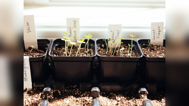 How to Start Plants From Seeds Indoors (Beginner Guide)