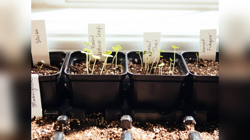 How to Start Plants From Seeds Indoors (Beginner Guide)
