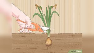 How To Store Bulbs Before Planting