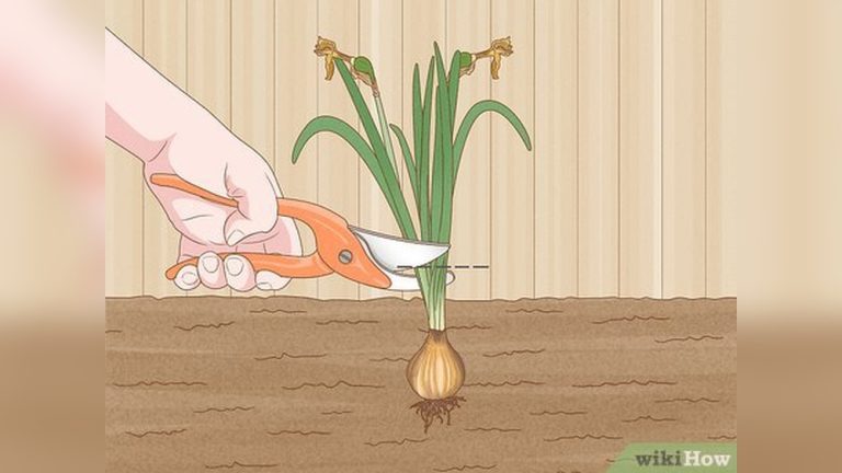 How to Store Bulbs before Planting