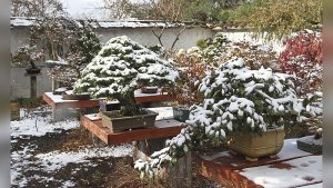 How to Store Your Juniper Bonsai Trees for Winter