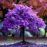 How to Stratify Japanese Purple Maple Bonsai Seeds Easily