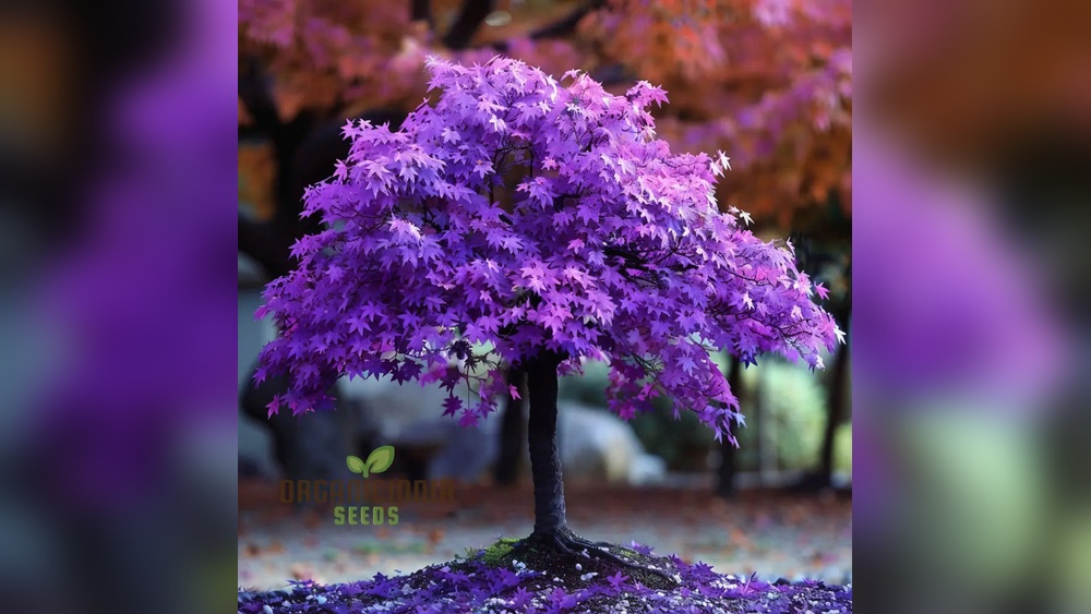How to Stratify Japanese Purple Maple Bonsai Seeds Easily
