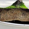 How to Tell If Your Juniper Bonsai Needs to Be Repotted