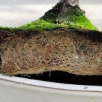 How to Tell If Your Juniper Bonsai Needs to Be Repotted