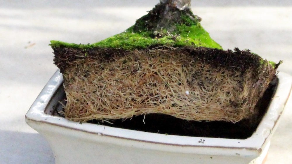 How to Tell If Your Juniper Bonsai Needs to Be Repotted