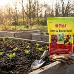 How to Use Blood Meal in Vegetable Gardens (Right Way)