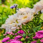 How to Use Bone Meal in Vegetable Gardens Effectively