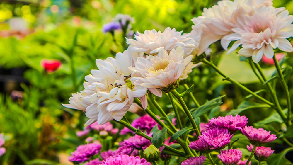 How to Use Bone Meal in Vegetable Gardens Effectively
