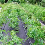How to Use Landscape Fabric in a Vegetable Garden Safely