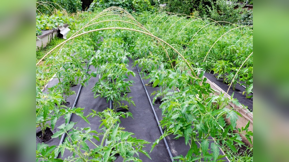 How to Use Landscape Fabric in a Vegetable Garden Safely