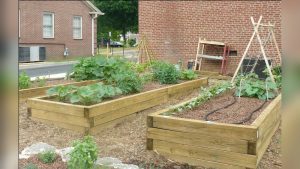 Is Ac2 Lumber Safe for Vegetable Gardens