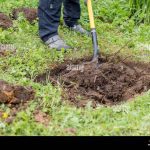 Is Black Earth Good for Vegetable Gardens? Gardener'S Take