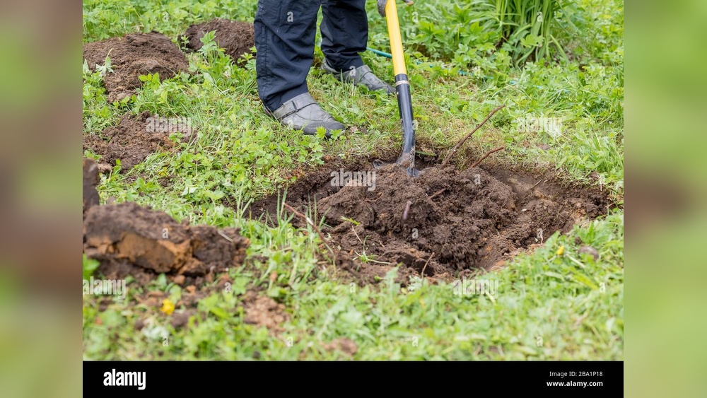 Is Black Earth Good for Vegetable Gardens? Gardener'S Take