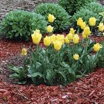 Is Cedar Mulch Good for Vegetable Gardens? Pros & Cons