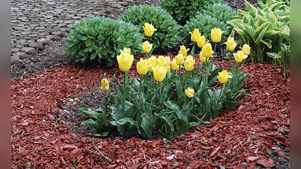 Is Cedar Mulch Good for Vegetable Gardens? Pros & Cons