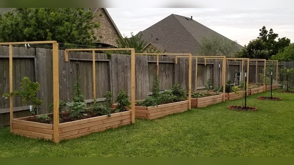 Is Douglas Fir Safe for Vegetable Gardens? What You Need