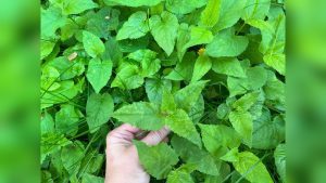 Is Fall a Good Time to Plant Grass Seed? Here’S the Truth
