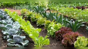 Is Glyphosate Safe for Vegetable Gardens
