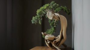 Is Iot Possible to Keep a Juiniper Bonsai Indoors