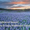 Is It Too Late to Plant Bluebonnet Seeds? Find Out Now