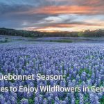 Is It Too Late to Plant Bluebonnet Seeds? Find Out Now