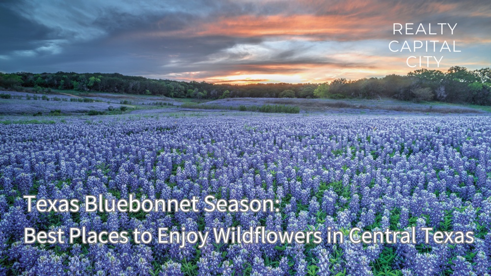 Is It Too Late to Plant Bluebonnet Seeds? Find Out Now