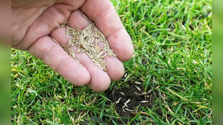 Is It Too Late to Plant Grass Seeds