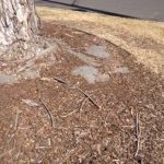 Is Landscape Fabric Toxic for Vegetable Gardens? Find Out