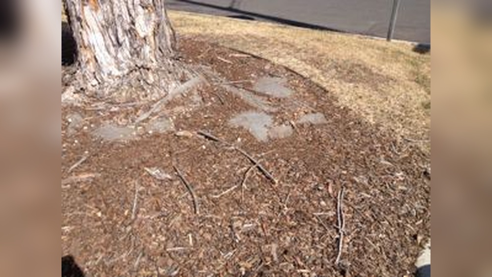Is Landscape Fabric Toxic for Vegetable Gardens? Find Out