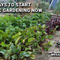 Is Milky Spore Safe for Vegetable Gardens? Full Breakdown