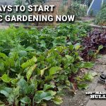 Is Milky Spore Safe for Vegetable Gardens? Full Breakdown