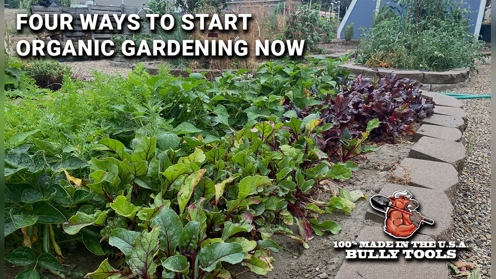 Is Milky Spore Safe for Vegetable Gardens? Full Breakdown
