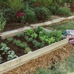 Is Miracle-Gro Good for Vegetable Gardens? What to Know