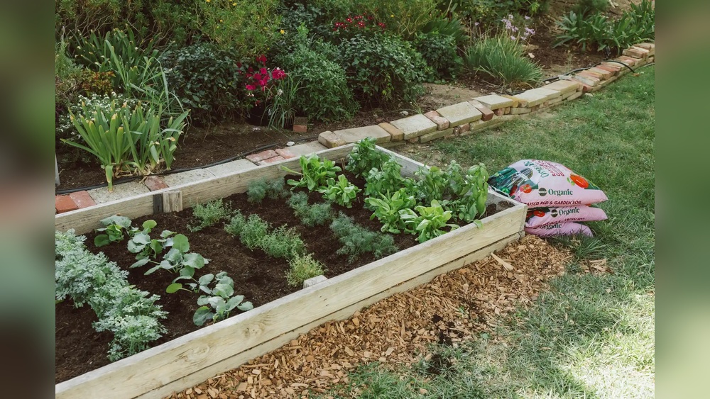 Is Miracle-Gro Good for Vegetable Gardens? What to Know